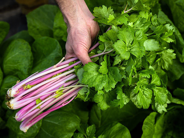 Celery_Pink_LSS_DSC_0971.jpg